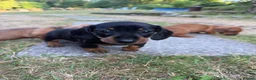 Miniature Dachshund dogs for sale: 5 female miniture dachshunds ready now  in Colwyn Bay - Advert 10