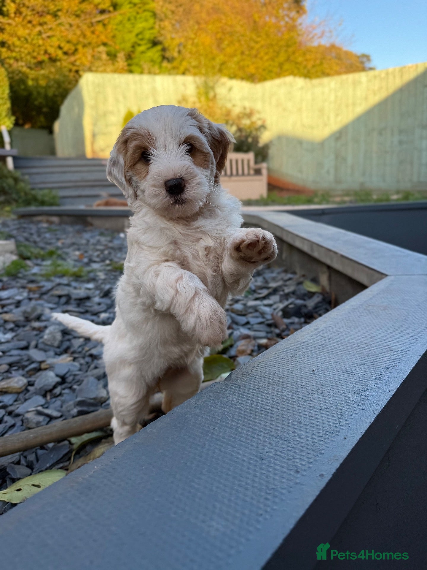 Australian Labradoodle dogs for sale: Exceptional Australian Labradoodles One Available - Advert 2