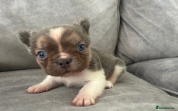 French Bulldog dogs for sale: Rare lilac and tan pied stunning visual fluffy  - Image 1