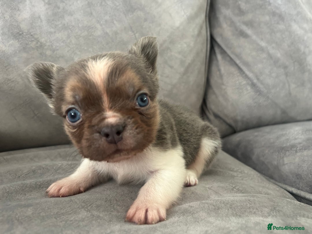 French Bulldog dogs for sale: Rare lilac and tan pied stunning visual fluffy  - Image 1