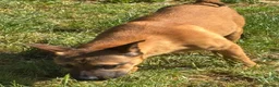 Mixed Breed dogs for sale: Adorable Bullmastiff x Malinois puppies!  in Kettering - Advert 3