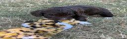 Cockapoo dogs for sale: F1 Cockapoos Full DNA 5⭐️ Licensed Breeder  - Advert 16