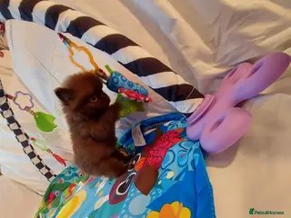 Pomeranian dogs Toy-Type Mico Teddy Bear Face Pomeranian Puppy's - Advert 2
