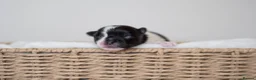 Pomeranian dogs for sale: KC Reg Pomeranians🐾Rare Colours🐾Licensed Breeder - Advert 4