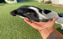 Mixed Breed dogs for adoption: Beautiful & Gentle LALY - for a Loving Home - Image 7
