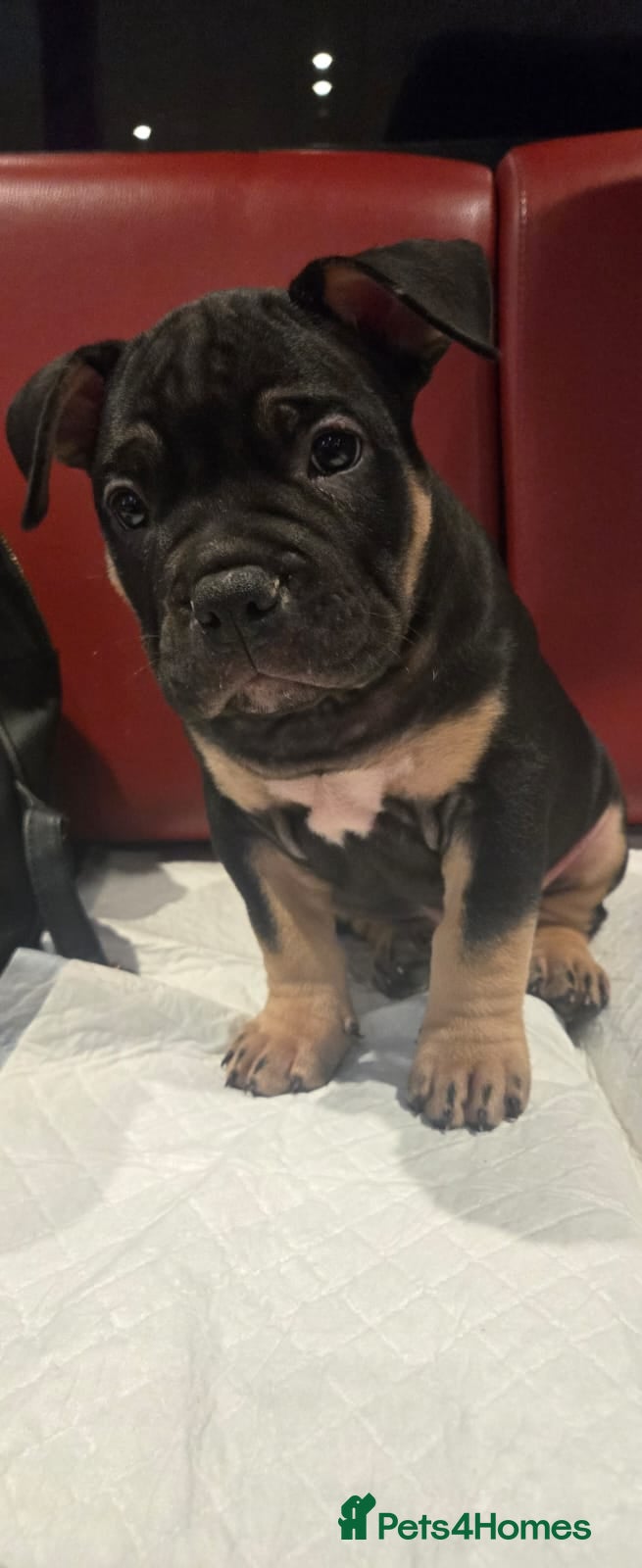 American Bully dogs Pocket Bully Puppies - Advert 2