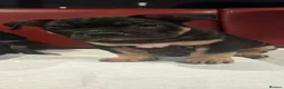 American Bully dogs for sale: Pocket Bully Puppies - Advert 2