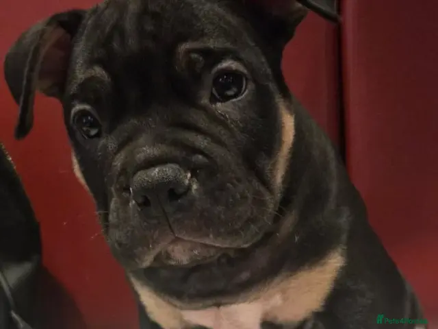 American Bully dogs Pocket Bully Puppies - Advert 2
