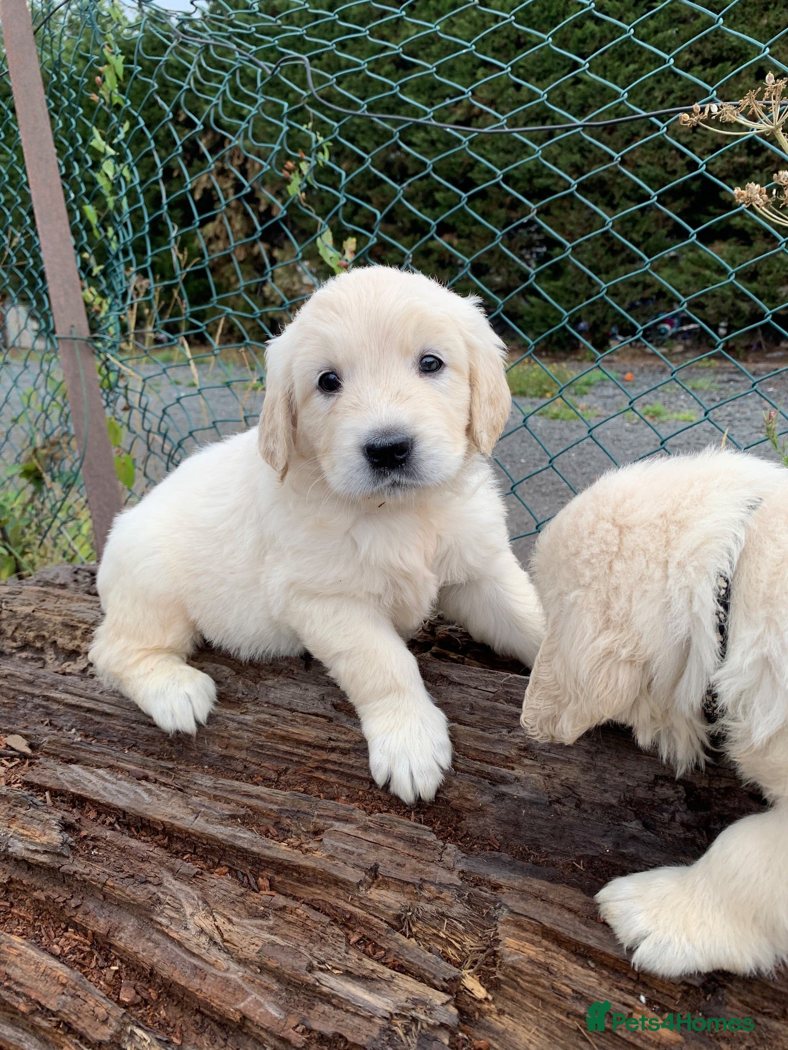 Golden Retriever dogs Golden retriever puppy’s - Advert 7