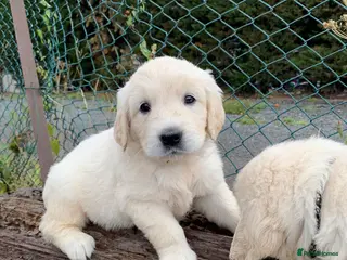 Golden Retriever dogs Golden retriever puppy’s - Advert 6