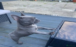 French Bulldog dogs for sale: French bulldog pup girl BLUE 13 weeks old - Image 18