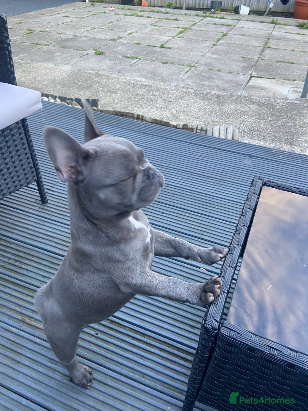 French Bulldog dogs for sale: French bulldog pup girl BLUE 13 weeks old - Image 18