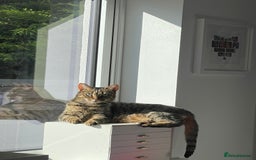 Domestic Shorthair cats for sale: Two gorgeous sisters ready for their forever home - Image 6