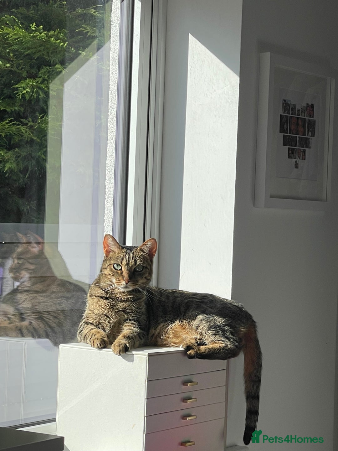 Domestic Shorthair cats for sale: Two gorgeous sisters ready for their forever home - Image 6