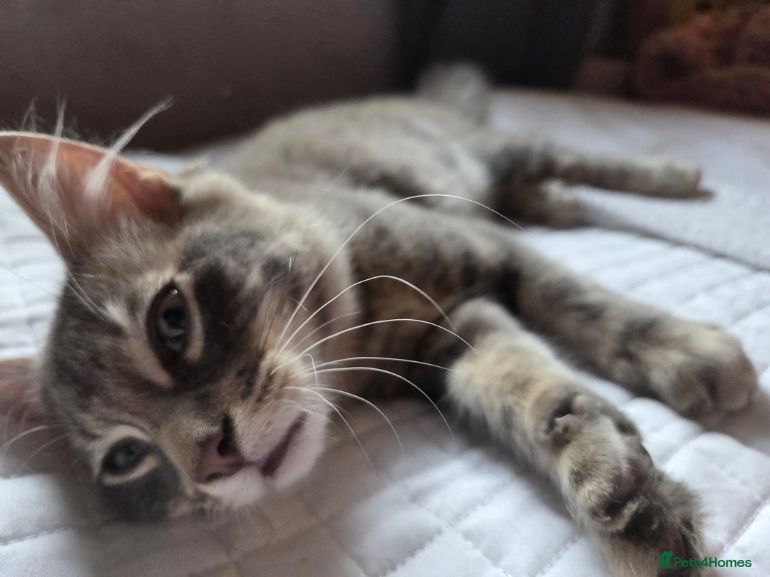 British Shorthair cats for sale: Beautiful grey fluffy boy  - Image 2