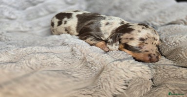 Miniature Dachshund dogs - Advert 1