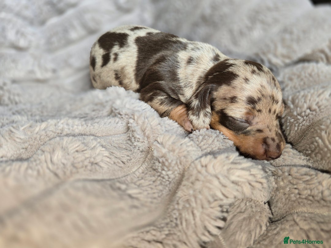 Miniature Dachshund dogs for sale: Dapple miniature dachshund - Image 3
