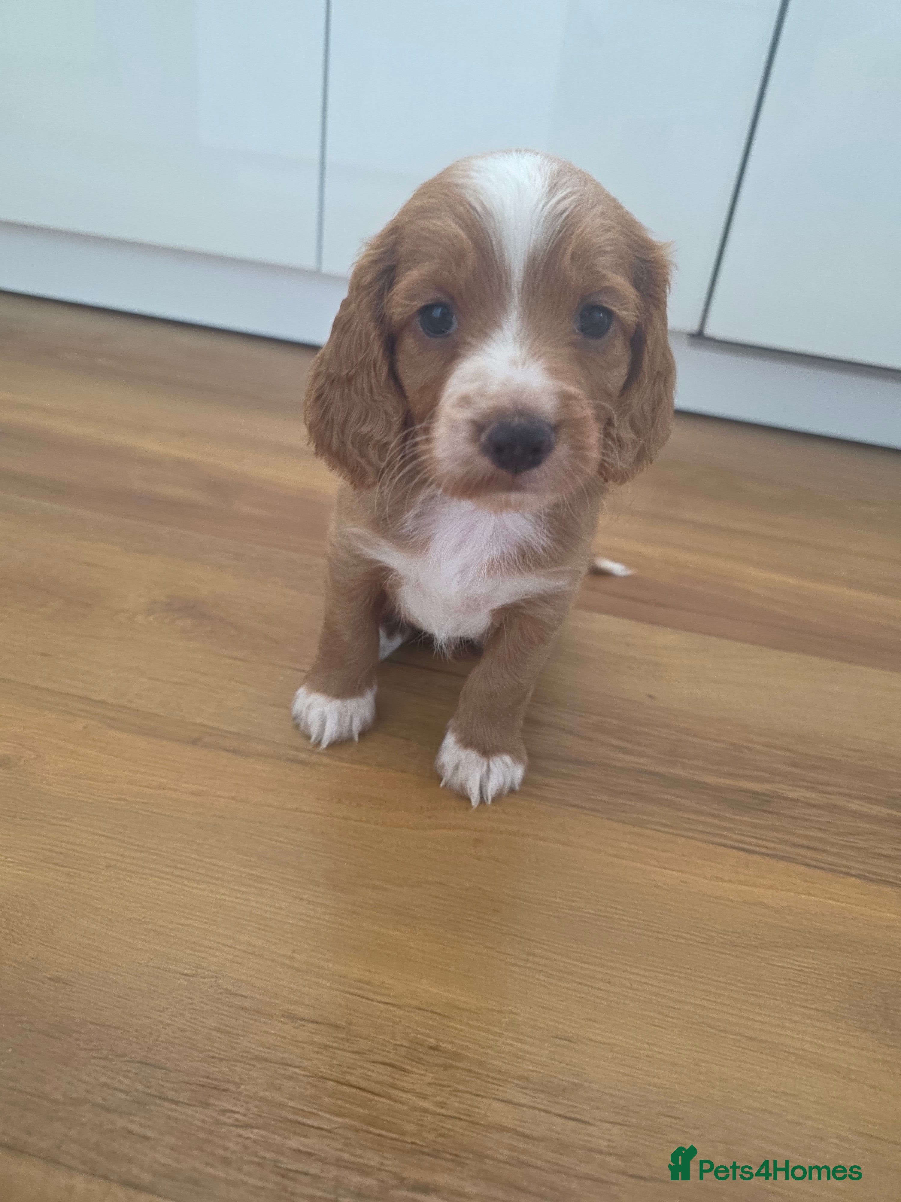 Cockapoo dogs F1B Toy cockapoo puppies in North East - Advert 2