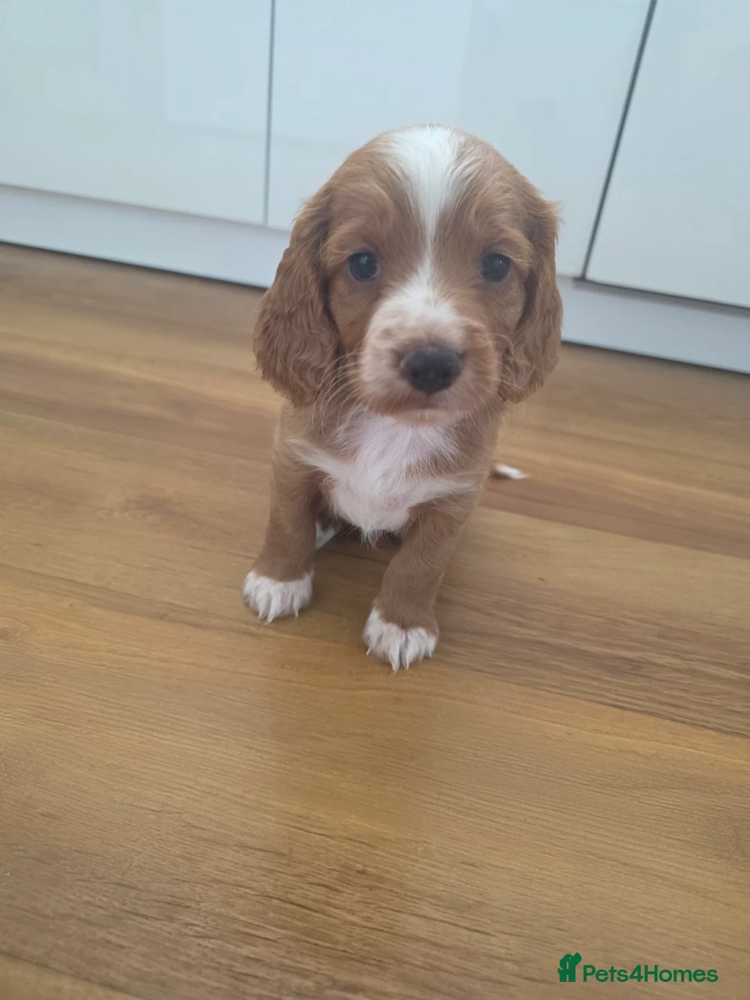 Cockapoo dogs for sale: F1B Toy cockapoo puppies in North East - Advert 2