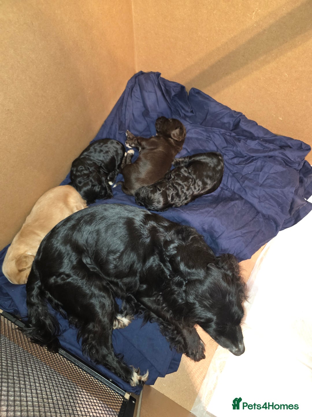 Cockapoo dogs for sale: F1B Cockapoo puppies - Advert 9