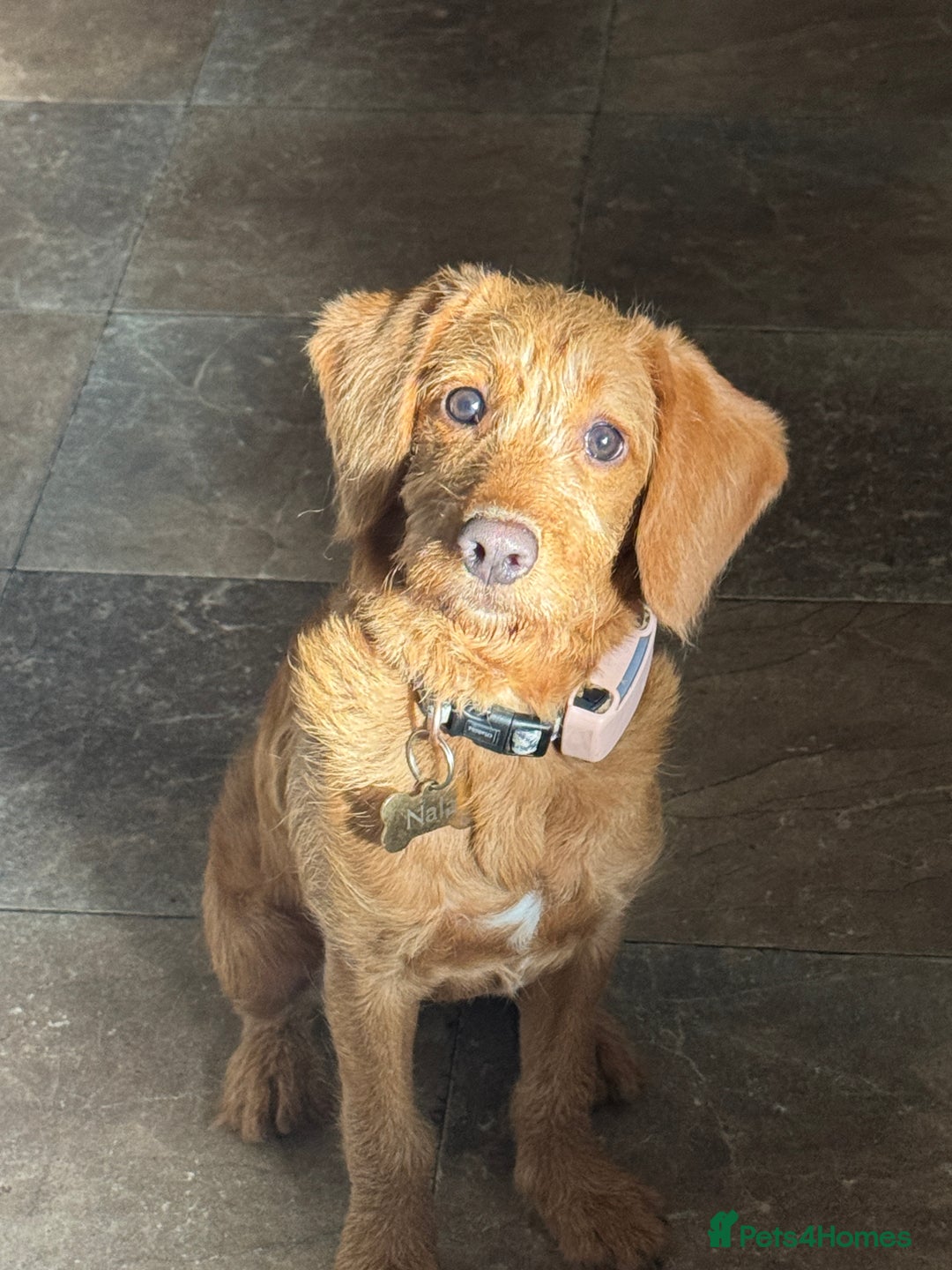 Mini Goldendoodle dogs for sale: Family, Fully Trained Lovley Goldendoodle - Image 1