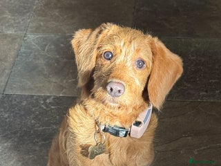 Mini Goldendoodle dogs for sale - Advert 1