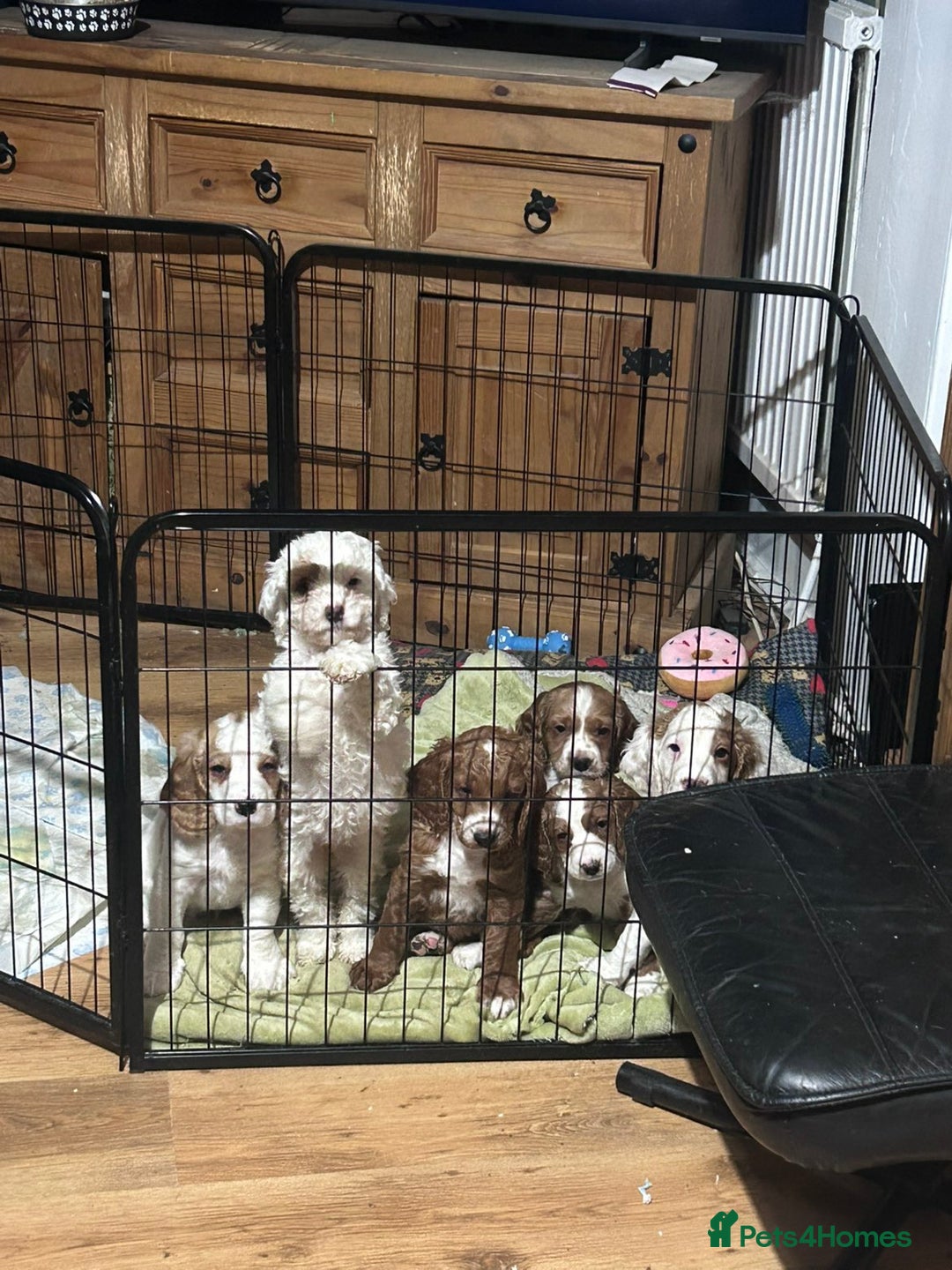 Cockapoo dogs for sale: Ready now! White female cockapoo puppy! - Advert 7