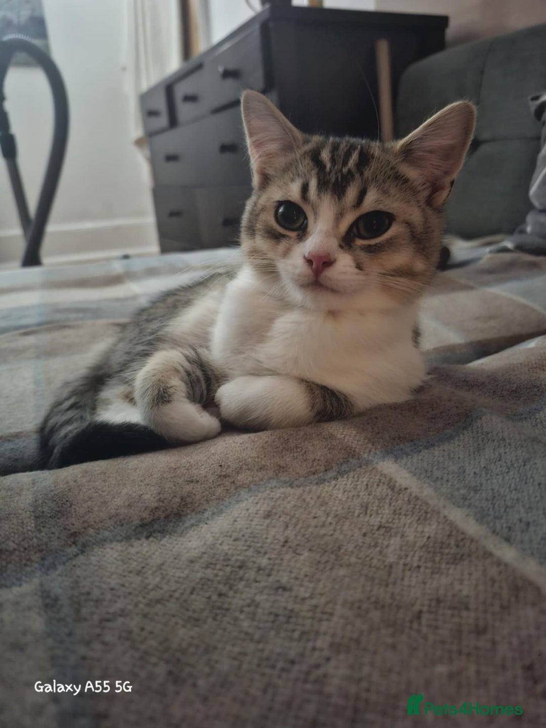 British Shorthair cats for sale: British short hair gold  - Advert 5