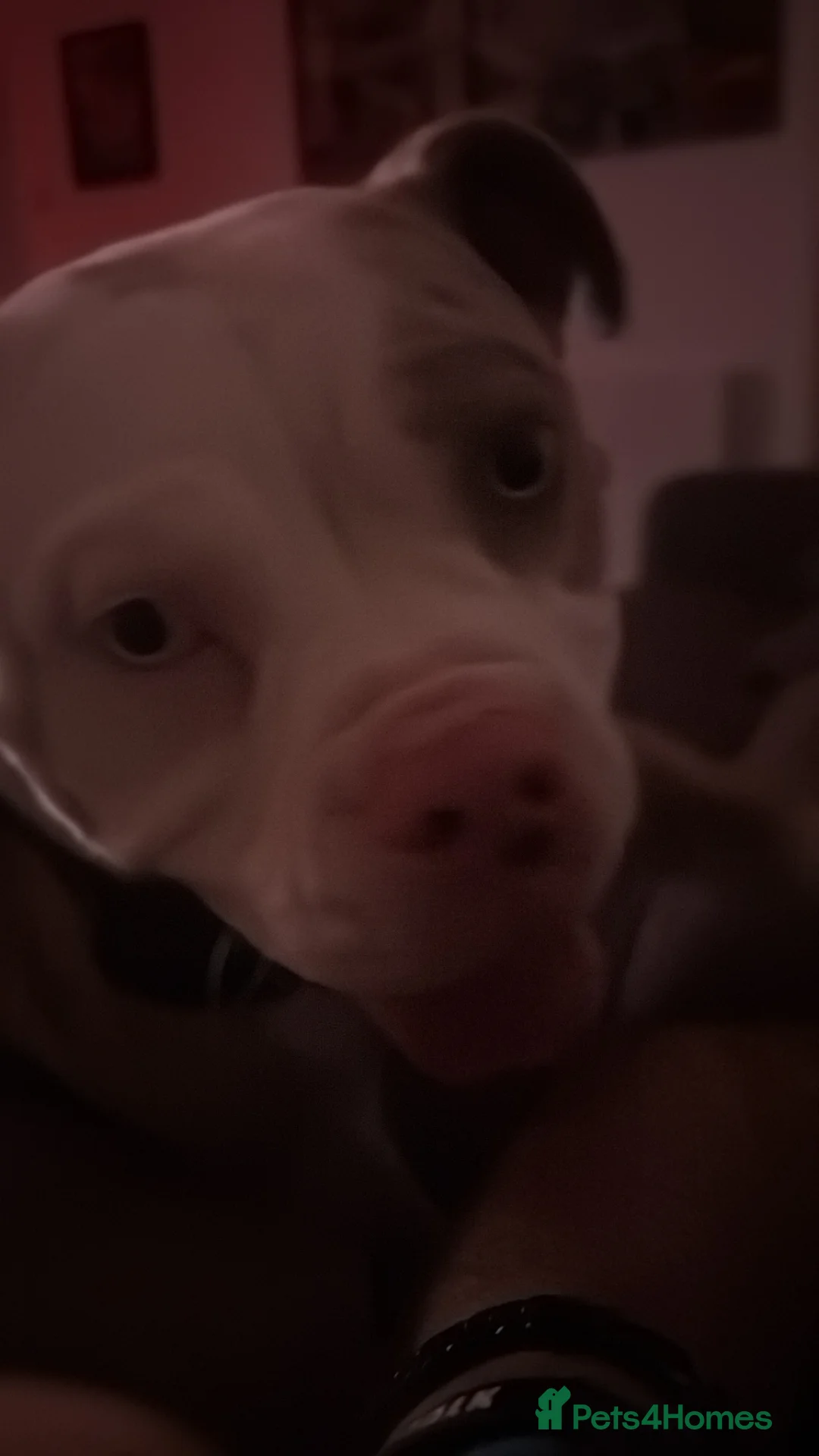 American Bully dogs for sale: American pocket bully in West Calder - Advert 2