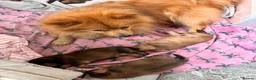 Mixed Breed dogs for sale: Cocker-Pomeranian  - Advert 8
