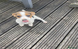 Jack Russell dogs for sale: Jack Russell pups - Image 4