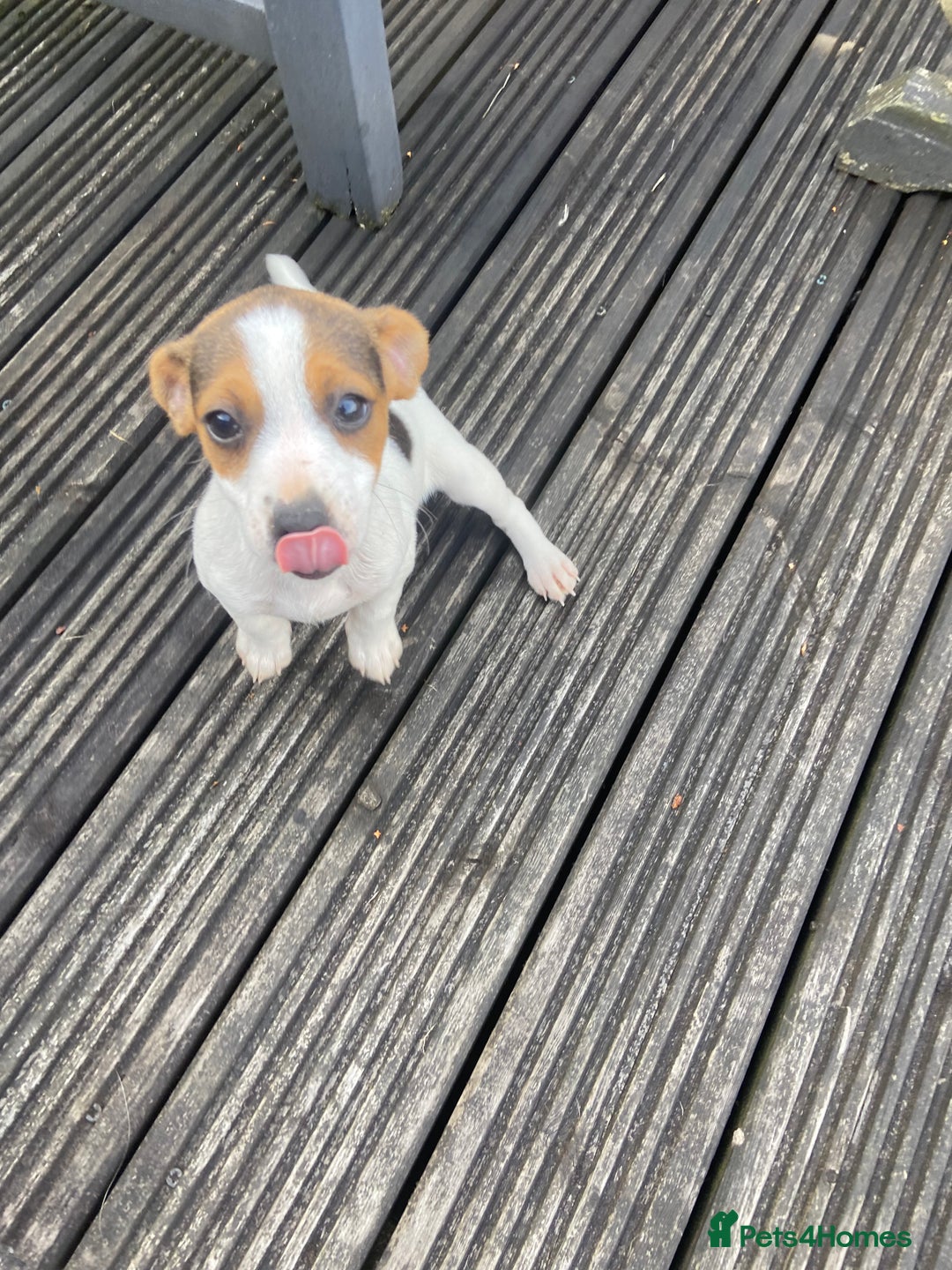 Jack Russell dogs for sale: Jack Russell pups - Image 4