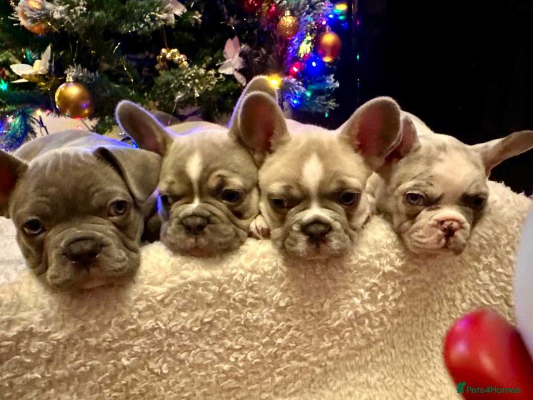 French Bulldog dogs for sale: French Bulldog Puppies  - Advert 2
