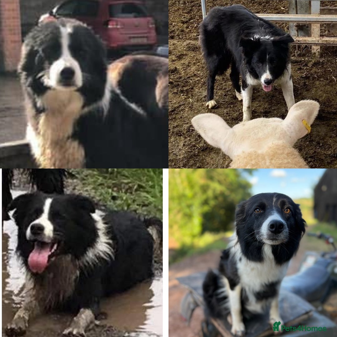 Border Collie dogs for sale: Working Border Collies - Image 6
