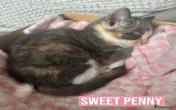 Mixed Breed cats for sale: SWEET PENNY LOOKING FOR HER FAMILY ! - Image 2