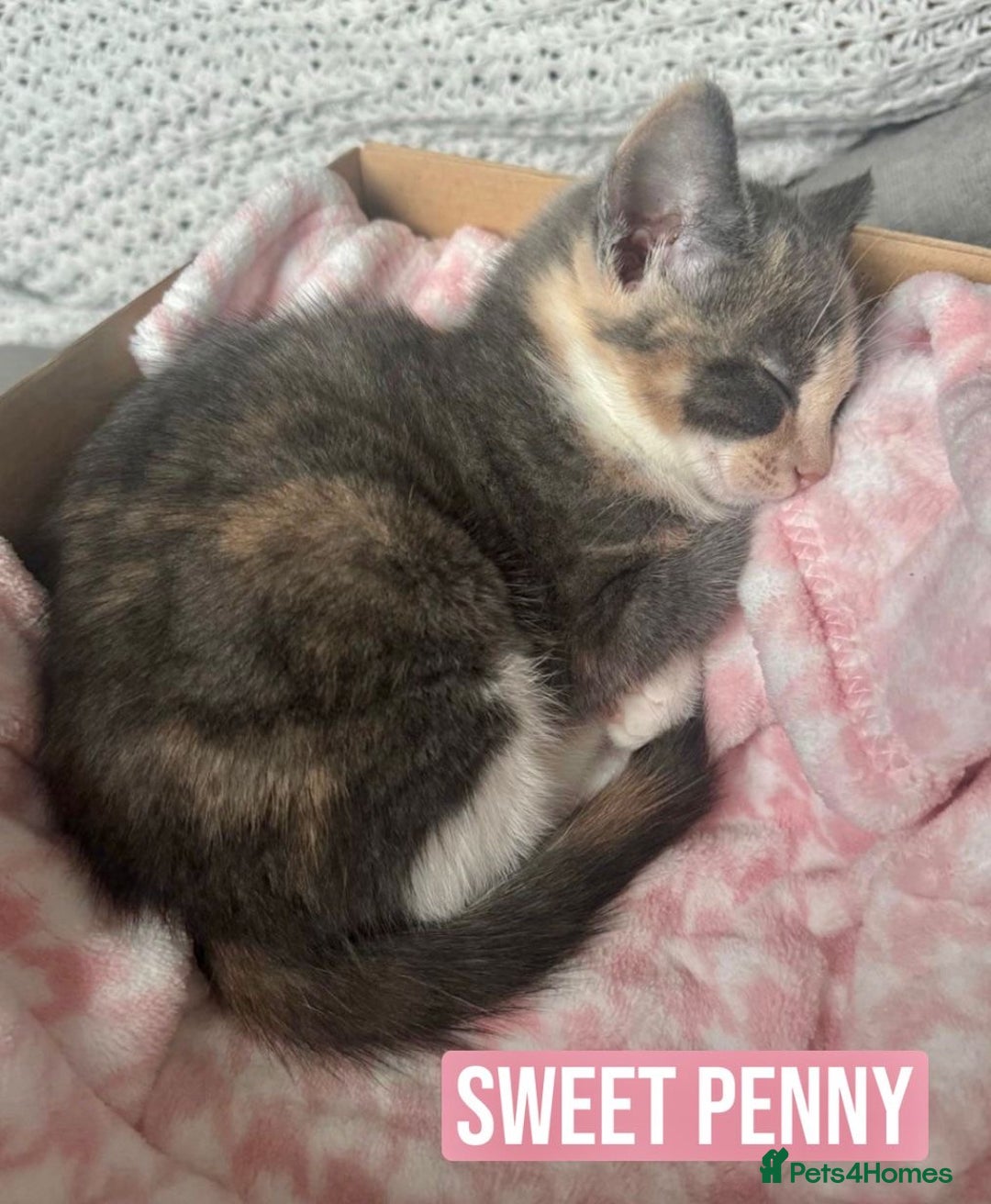 Mixed Breed cats for sale: SWEET PENNY LOOKING FOR HER FAMILY ! - Image 2
