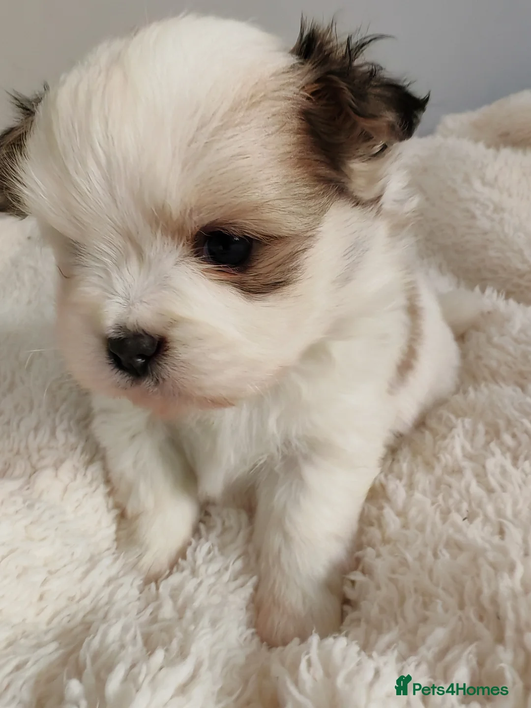 Mixed Breed dogs for sale: Shiranian puppies. (Mum Shihtzu, Dad Pomeranian  - Advert 7