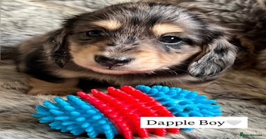 Miniature Dachshund dogs - Advert 4