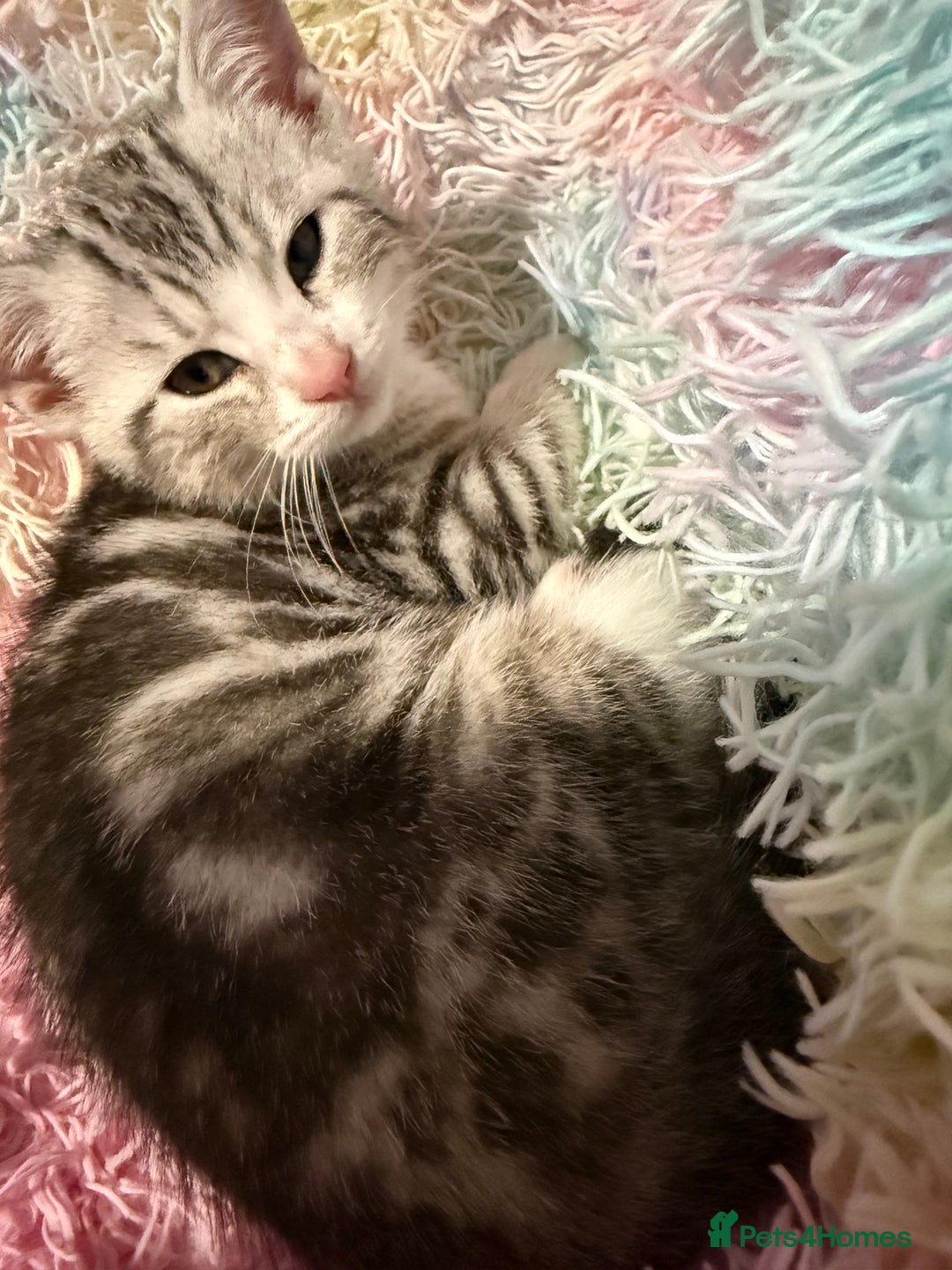 British Shorthair cats for sale: Beautiful British Shorthair Cross Kittens - Image 3