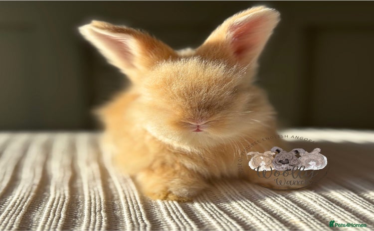 Angora rabbits Fully Vaccinated Pedigree Angoras Ready to Reserve - Advert 15