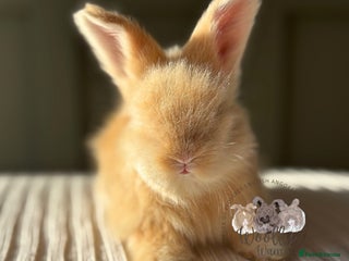 Angora rabbits Fully Vaccinated Pedigree Angoras Ready to Reserve - Advert 11