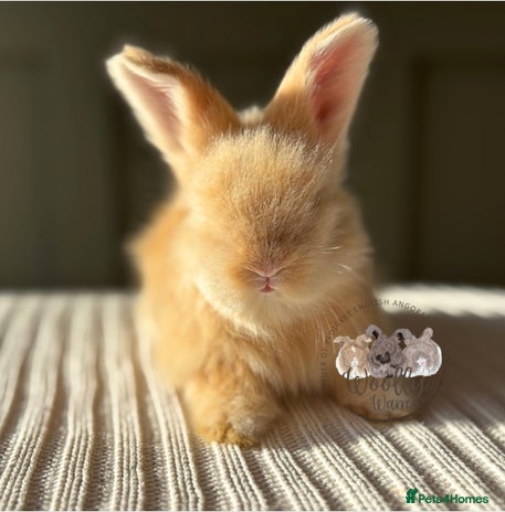 Angora rabbits Fully Vaccinated Pedigree Angoras Ready to Reserve - Advert 1