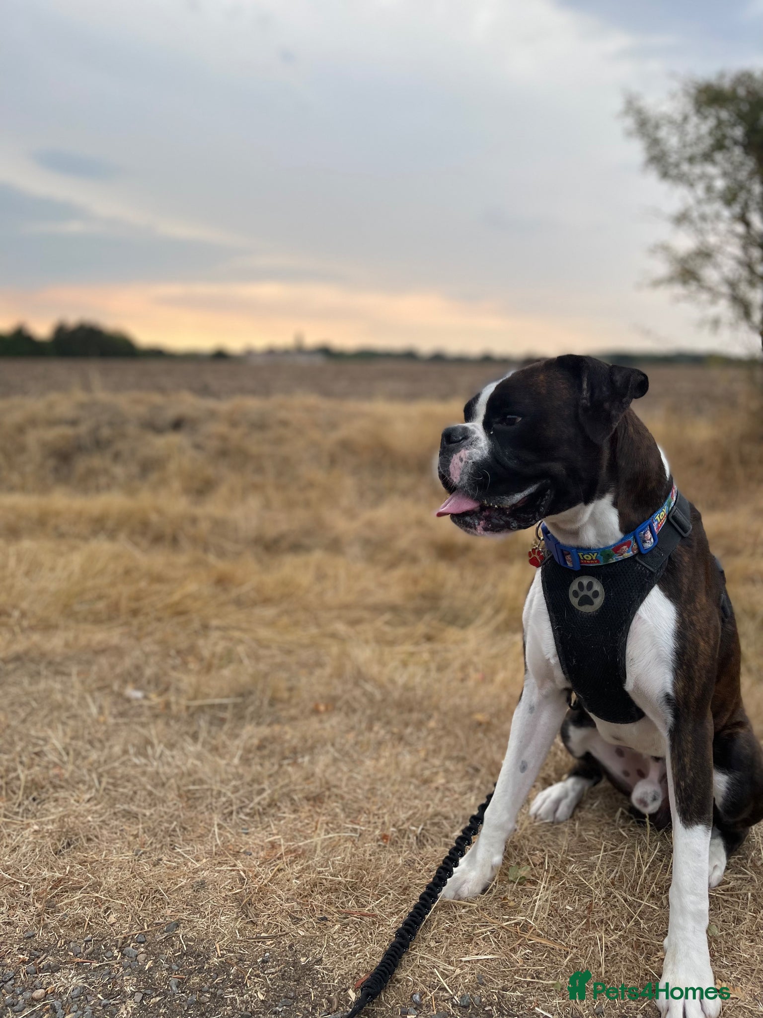 Boxer dogs for stud: Boxer stud brindle - Advert 7