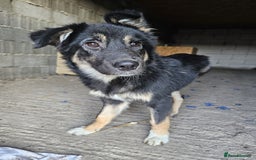 Mixed Breed dogs for adoption: A poor, gentle 3 legged boy needs a Loving Home - Image 13