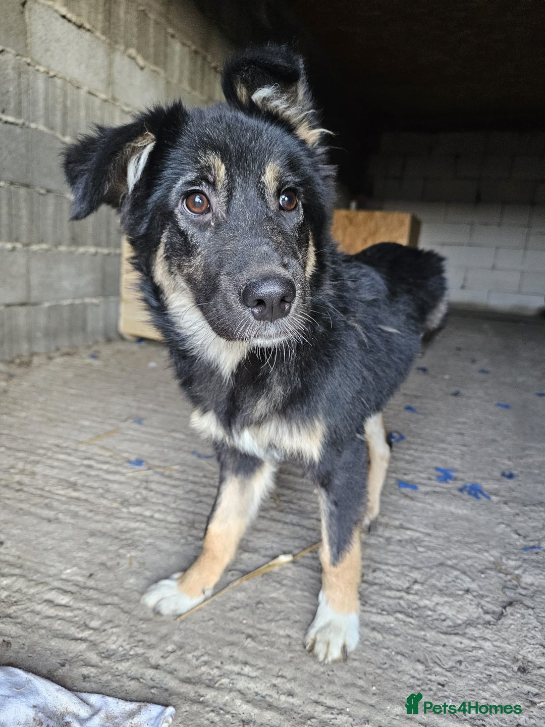 Mixed Breed dogs for adoption: A poor, gentle 3 legged boy needs a Loving Home - Image 13