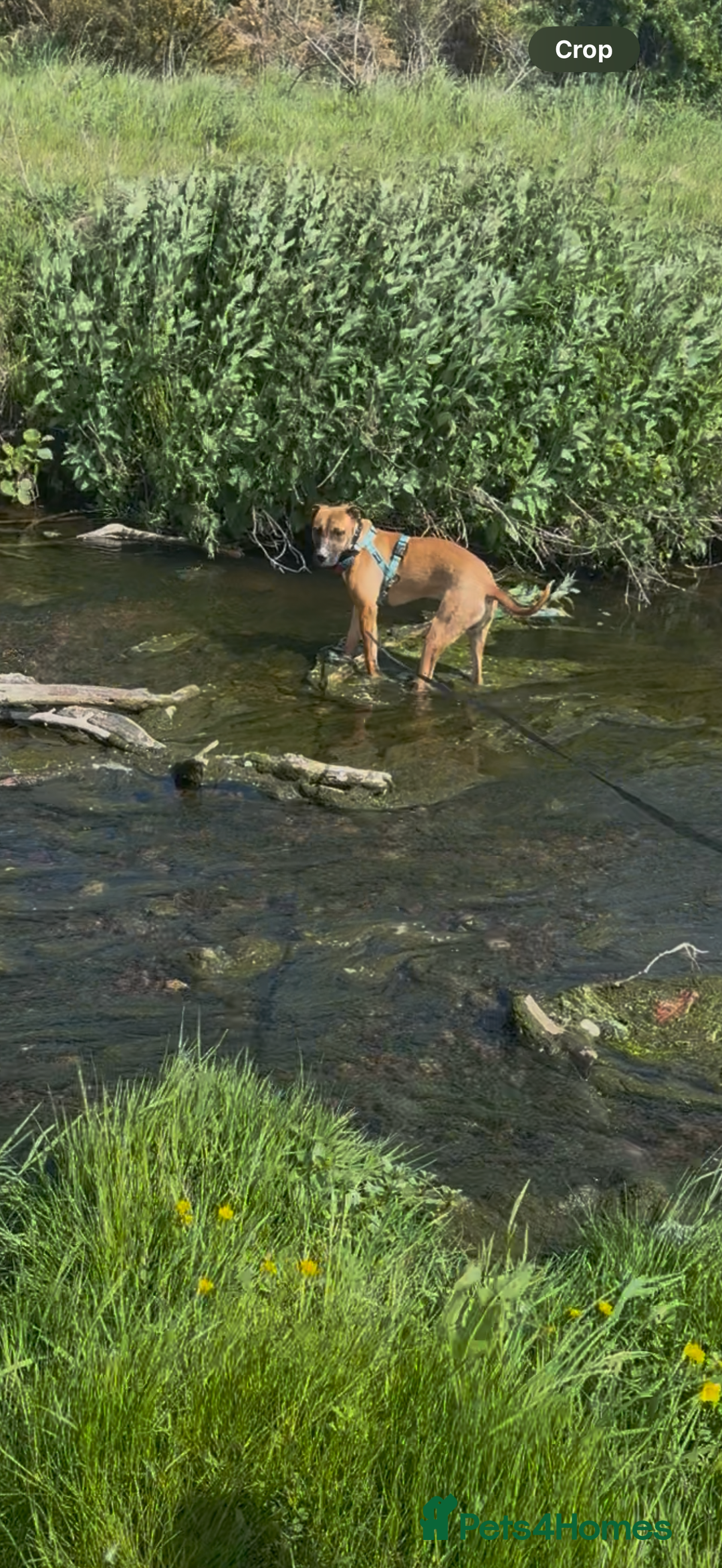 Mixed Breed dogs for sale: Staffy Cross - Image 3