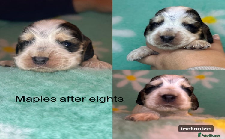 Cocker Spaniel dogs - Advert 8