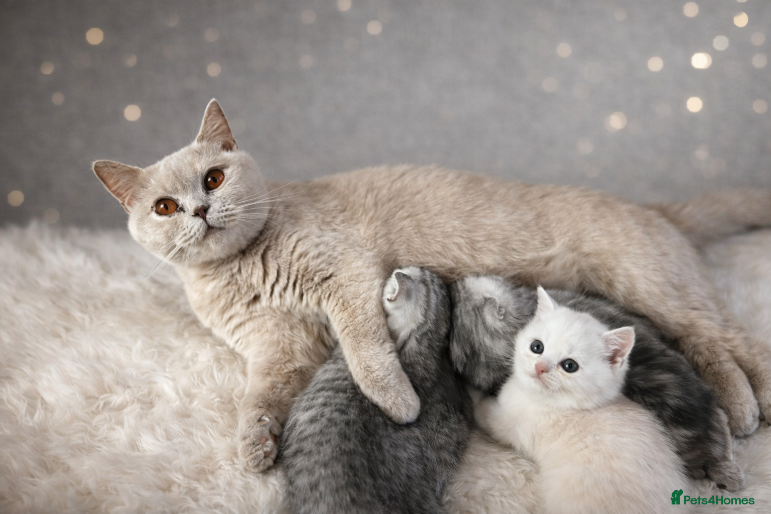 British Shorthair cats Stunning British Shorthair kittens - Advert 1