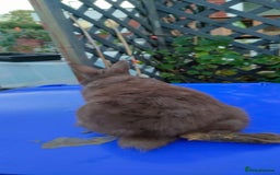 Netherland Dwarf rabbits for sale: Cute little netherland dwarf boys  - Image 15