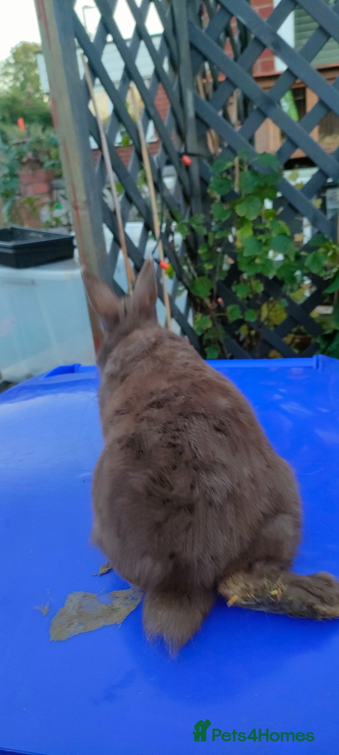 Netherland Dwarf rabbits for sale: Cute little netherland dwarf boys  - Image 15